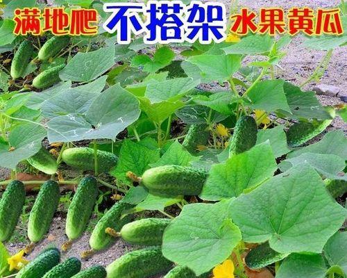 黄瓜种植方法和时间（黄瓜的管理与栽培）