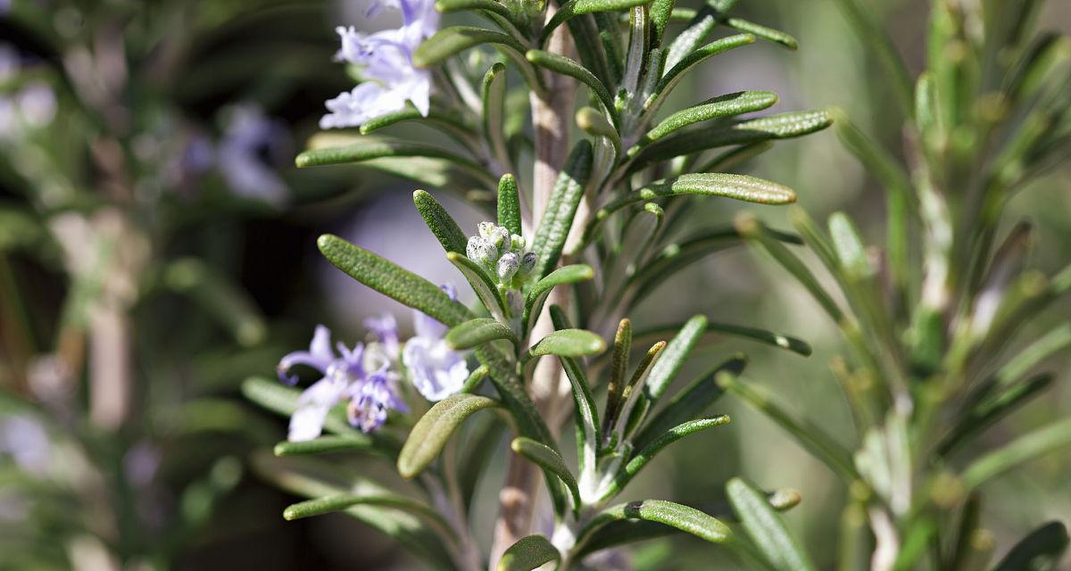 迷迭香种植条件（掌握迷迭香种植的关键要素）