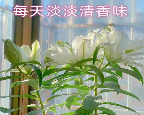 盆栽百合花如何种植（百合花种植方法和时间）