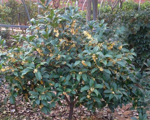 桂花树苗怎样种植技术（盆栽桂花树的养护方法）