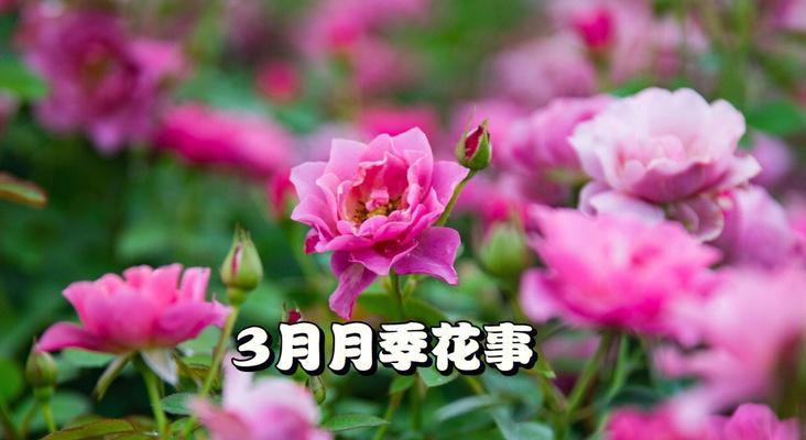 月季花期是几月份（有关月季花开花时间）