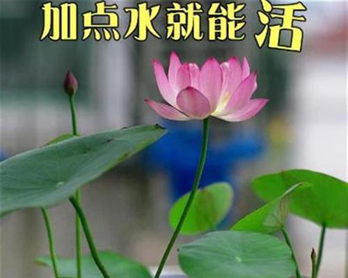 睡莲养殖方法水培（水培睡莲）