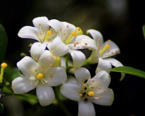 七里香花怎么养（七里香盆栽养护技巧）