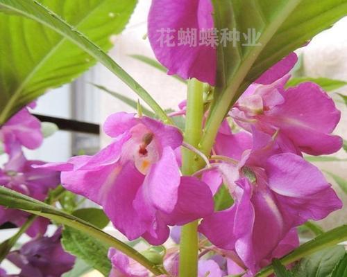 凤仙花靠什么传播（凤仙花靠自己传播种子的方法）