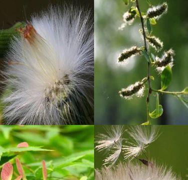 植物是怎么传播种子的（了解植物的传播方式）