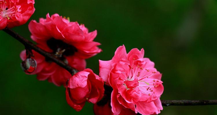 桃花传说与花语（桃花与爱情的传说）