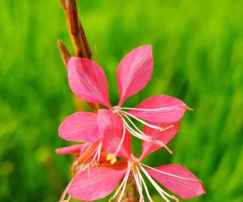 桃花花语与代表意义（揭示桃花的神秘与浪漫）