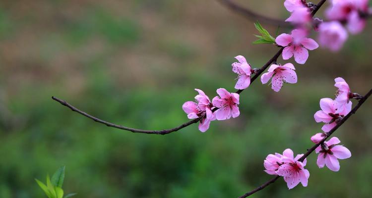 桃花花语与代表意义（揭示桃花的神秘与浪漫）