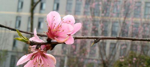 桃花花语与代表意义（揭示桃花的神秘与浪漫）