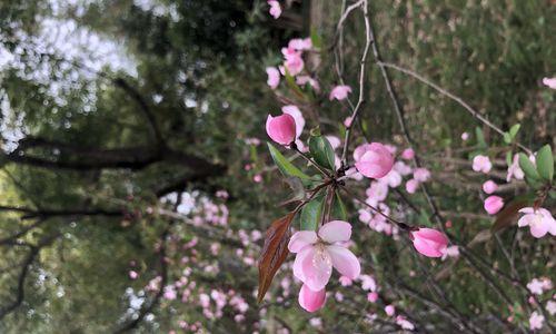 桃花（桃花开放）