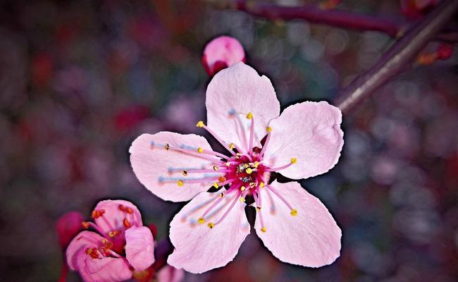 桃花（桃花开放）