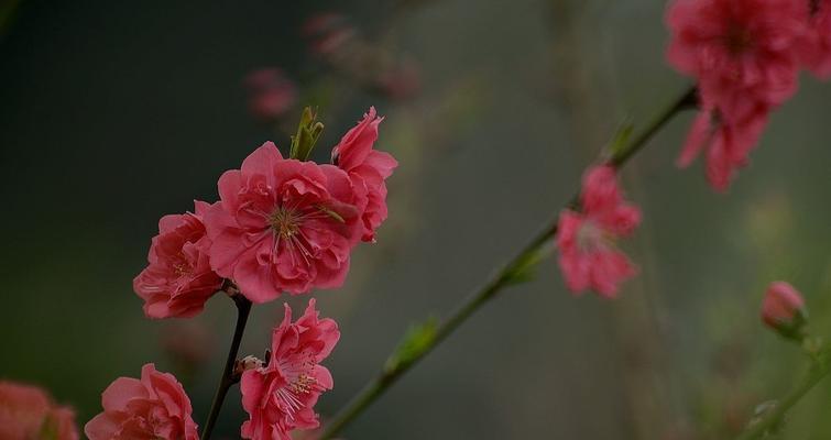 桃子的寓意与象征——生命、美好与永恒（桃子的美妙寓意与象征解读）