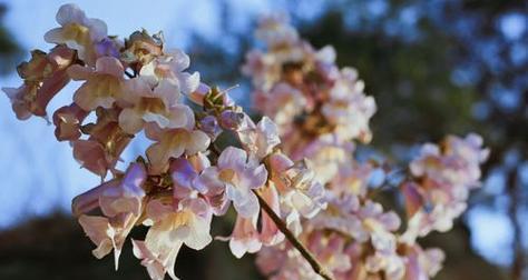 梧桐花的象征意义及传承（从花语到文化符号）