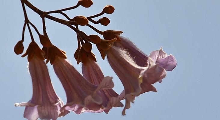 梧桐花的寓意与营养价值（探索梧桐花的文化象征和健康益处）