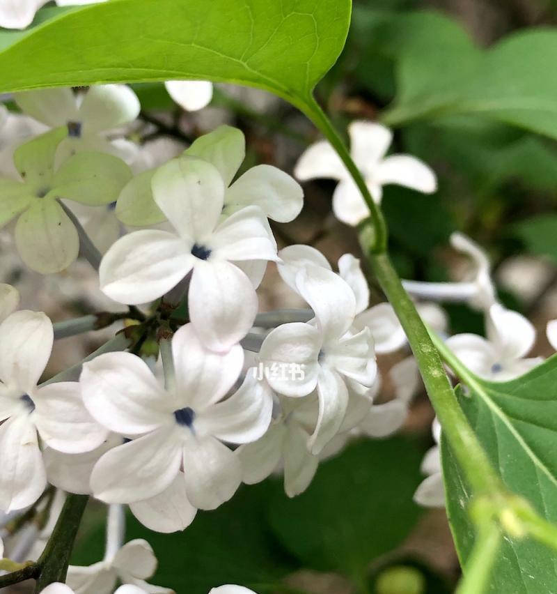 丁香花的花语及象征意义（五瓣丁香的花语探究）