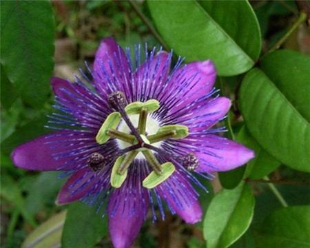 以西番莲的花语和传说（探索以西番莲的花语传说）