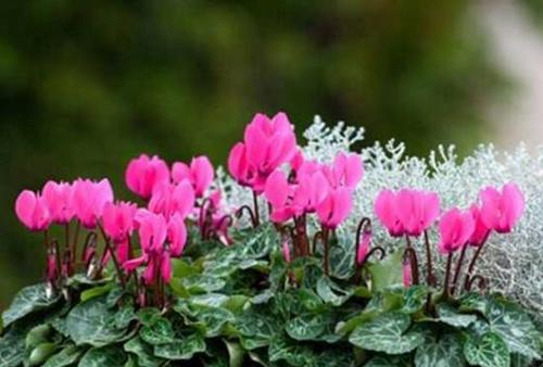 花开仙客来，花语传真情（仙客来的花语及含义解读）