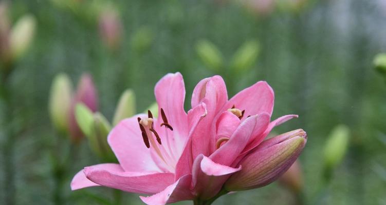 百合花（百合花寓意的丰富内涵与使用场景）