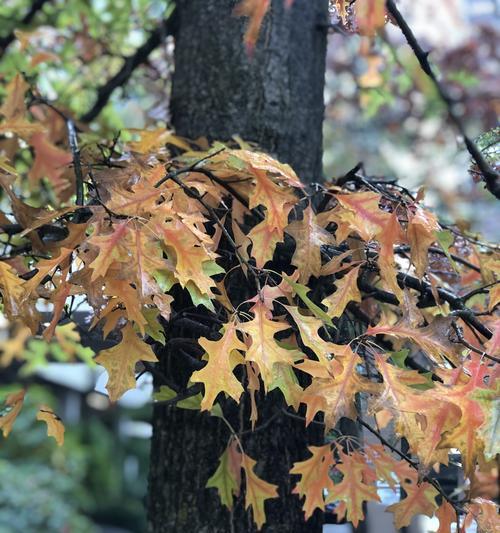 橡树的花语与文化含义（探寻橡树花语的神秘内涵）