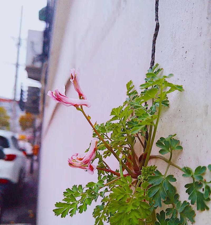 不屈之花（探秘植物中的顽强精神）