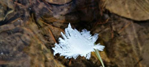 雪莲花（寒冬中的花朵）