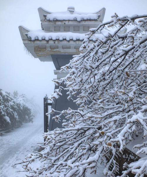 雪绒花的花语与传说（雪绒花的美丽与寓意）