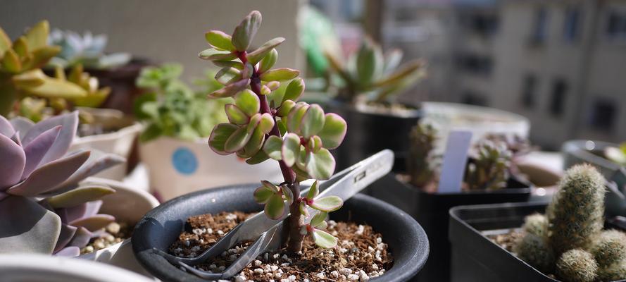 花语之舞——以雅乐之舞为主题的花语（传递花语的音符）