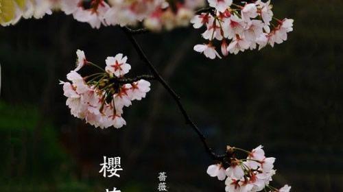 樱花的花语和传说（绽放如梦幻）