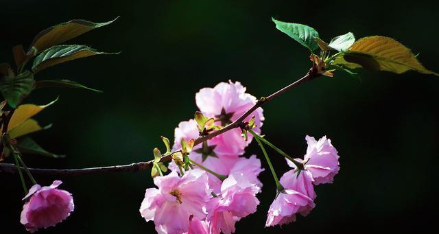 樱花花语与其代表意义（樱花花语的深层含义及人们对其的解读）