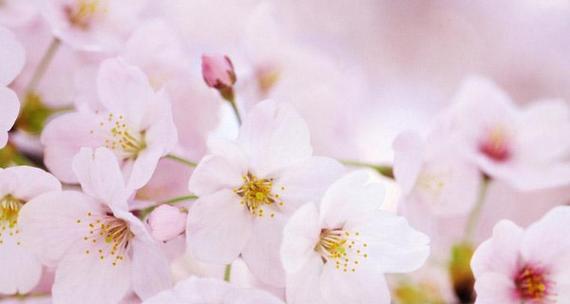 樱花花语与其代表意义（樱花花语的深层含义及人们对其的解读）