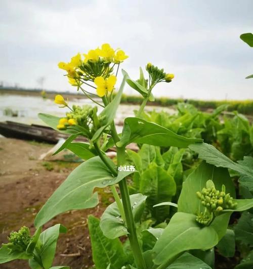 油菜花（美丽如黄金的花海）