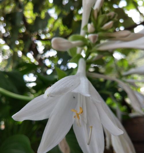 玉簪的花语和寓意（玉簪传说中的花语和寓意）