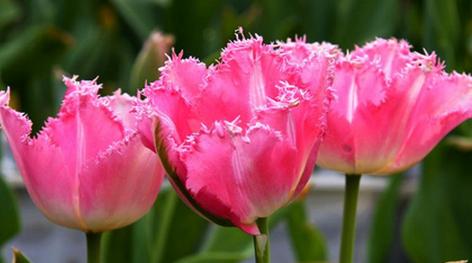 郁金香花的象征意义及传承（探索郁金香的文化价值和美学精神）