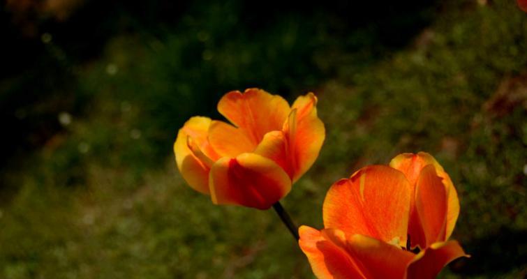 郁金香花语告诉您如何选择适合的人送郁金香（送郁金香给你心仪的人）