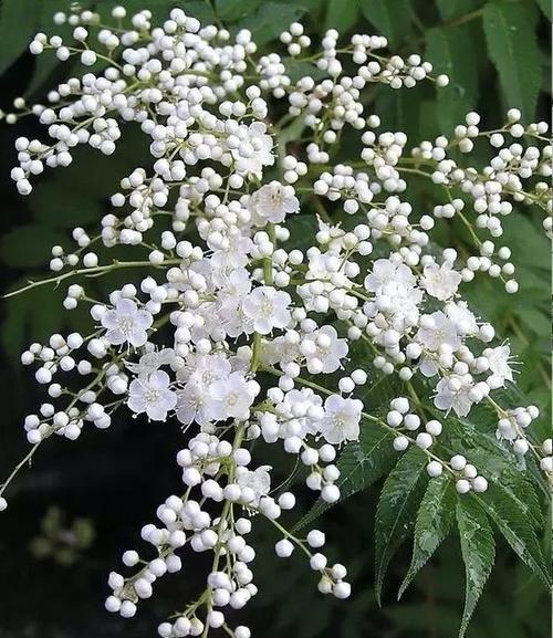 珍珠梅的花语及其寓意（解读珍珠梅的花语）