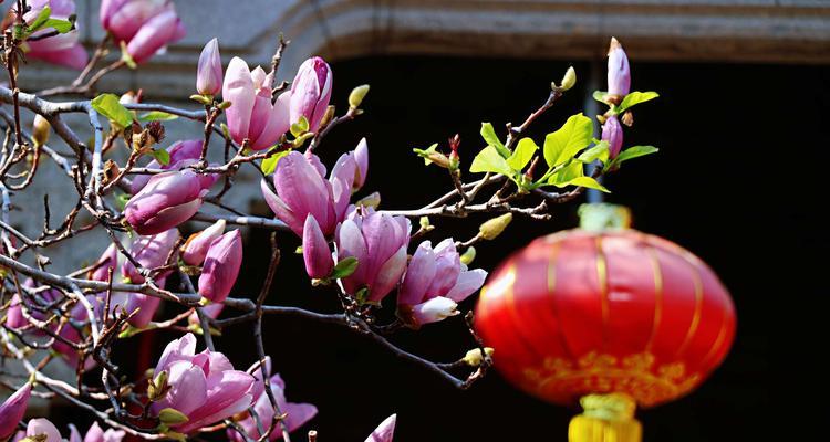 珠海市花——珠海荷花的美丽与象征（探寻珠海市花荷花的美丽与意义）