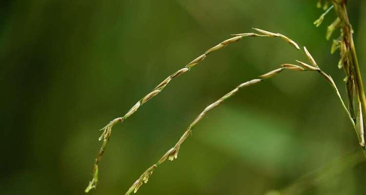 竹子开花的奇迹（揭秘竹子开花的原因及其象征意义）