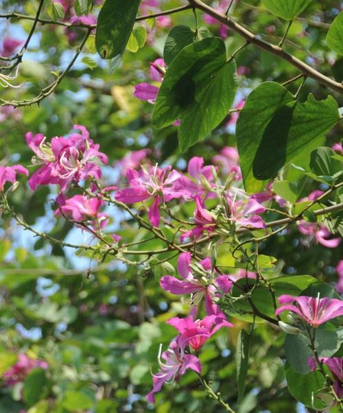 紫荆花所代表的生肖秘密（探寻紫荆花在十二生肖中的象征意义）