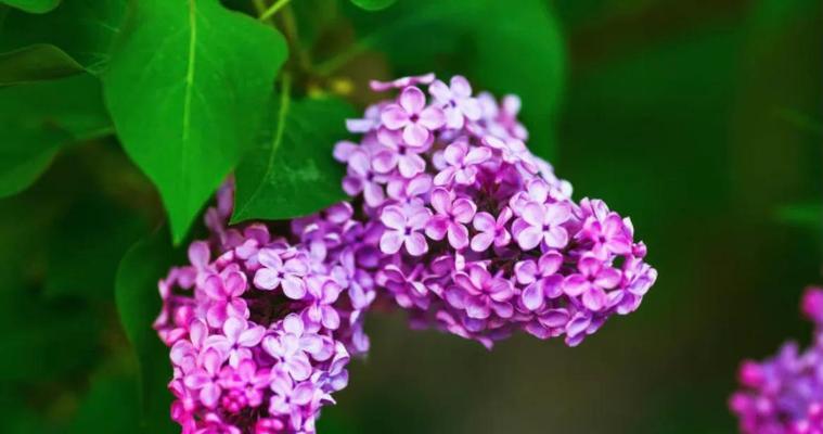 紫色丁香花的花语（传递爱与希望的紫色丁香花）