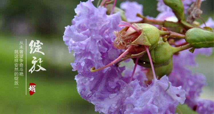 紫薇花（探寻紫薇花的美丽内涵与神秘故事）