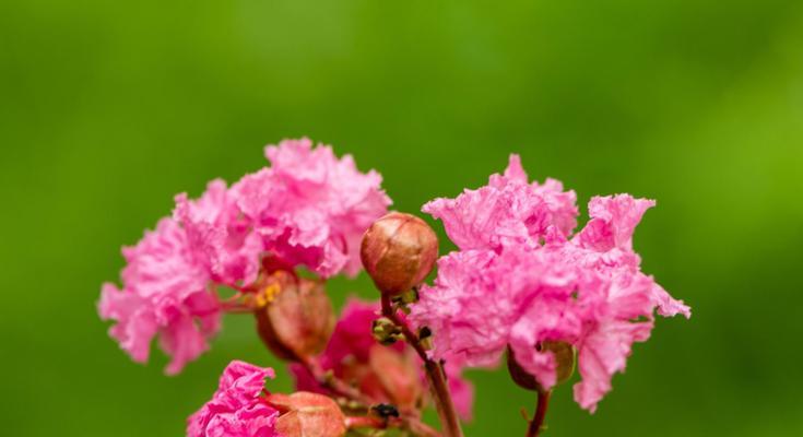 紫薇花（探寻紫薇花的美丽内涵与神秘故事）