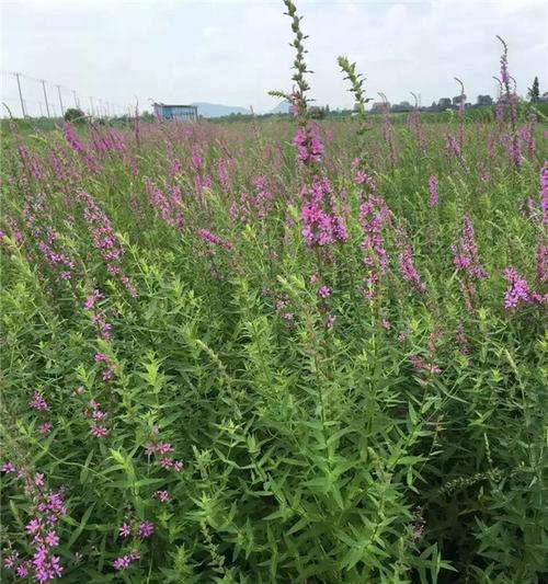 醉鱼草花语解析（探索醉鱼草花语的深刻内涵）