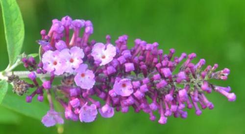 醉鱼草花语解析（探索醉鱼草花语的深刻内涵）