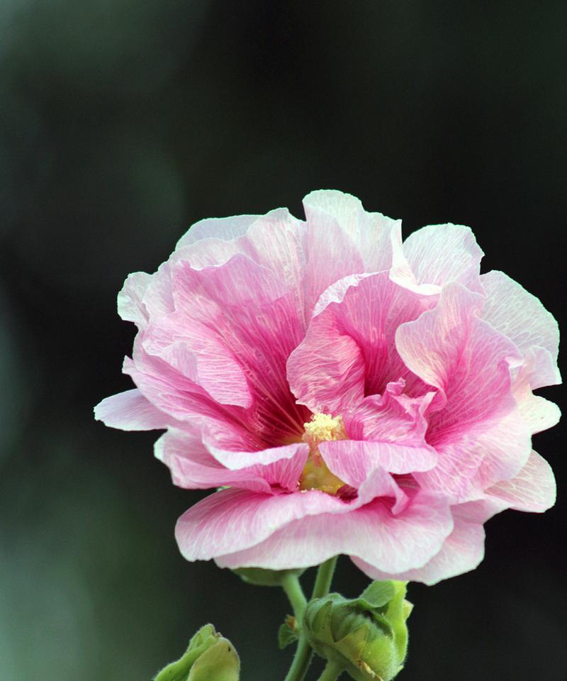 白芙蓉花的意义与象征（揭示白芙蓉花的美与哲理）