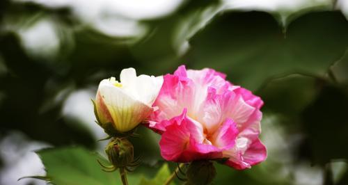 芙蓉花（芙蓉花花语及代表意义解析）