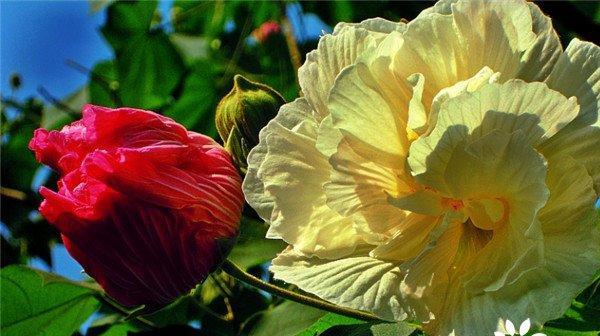 芙蓉花（芙蓉花花语及代表意义解析）