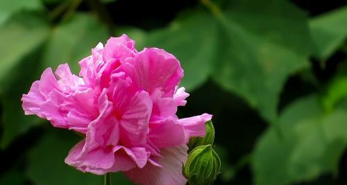 芙蓉花（芙蓉花花语及代表意义解析）