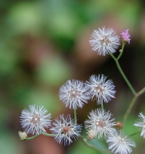 以芙蓉菊的花语和寓意，送人的禁忌与建议（以芙蓉菊的花语传递情感）