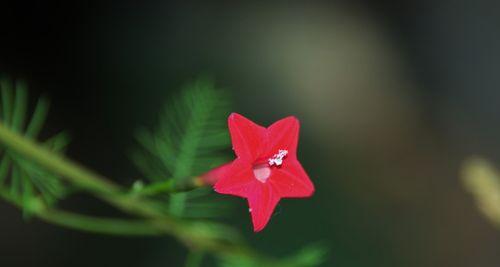 茑萝花的花语和寓意（送给特定人群的完美花束选择）