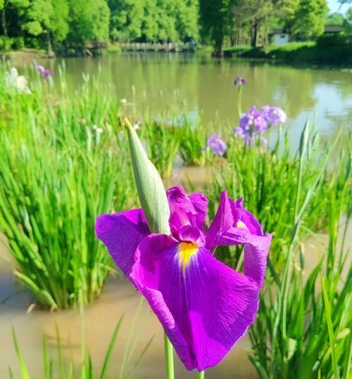 菖蒲花（水乡之花）